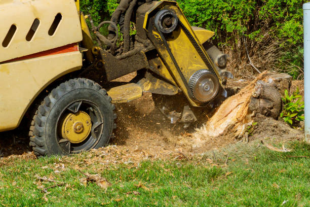 Trusted Trinity, TX Tree Service Experts